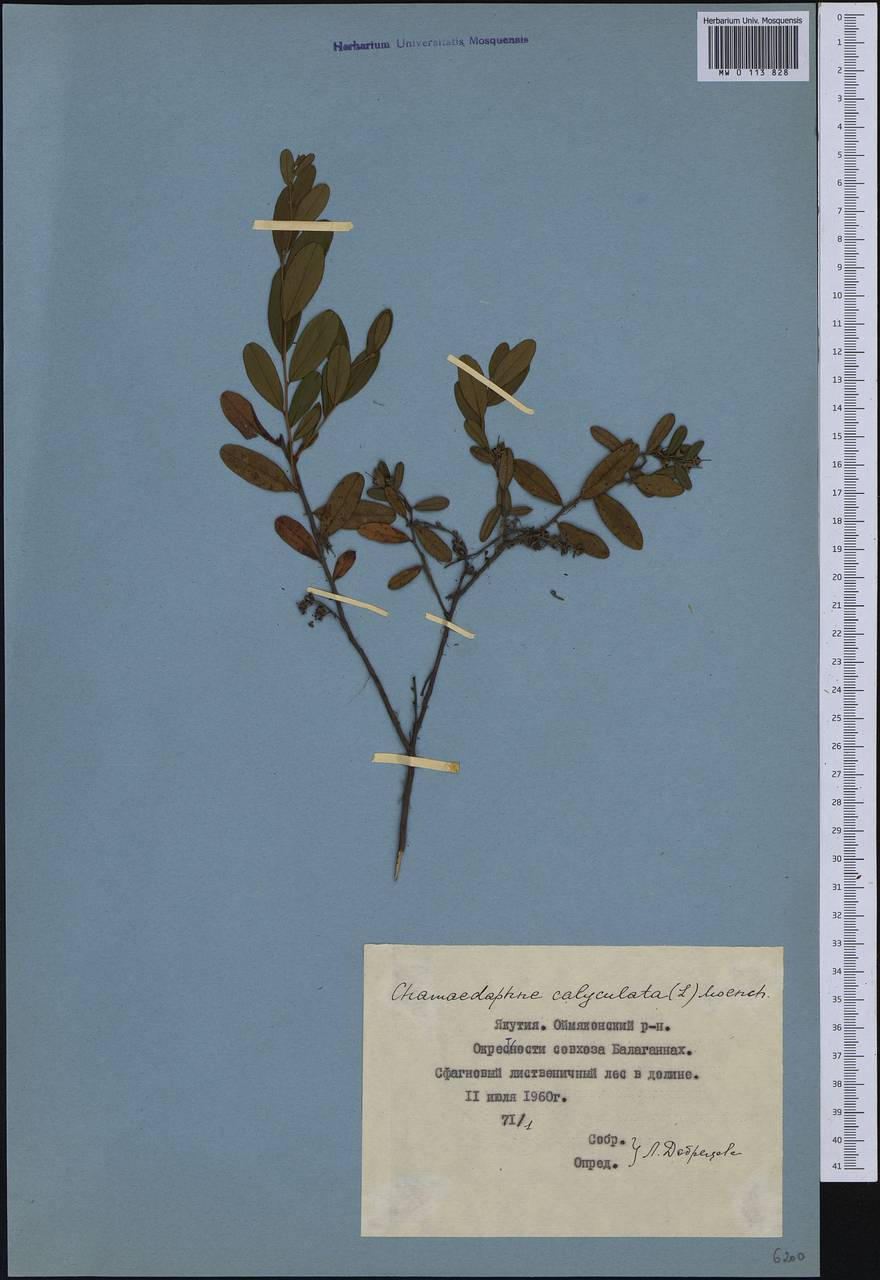 Chamaedaphne calyculata (L.) Moench, Siberia, Yakutia (S5) (Russia)