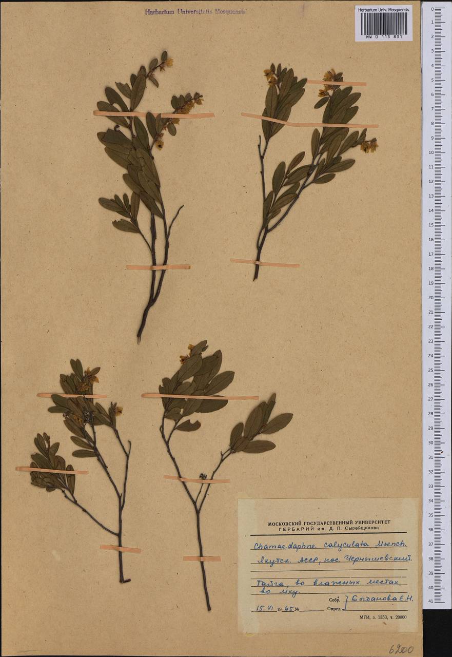 Chamaedaphne calyculata (L.) Moench, Siberia, Yakutia (S5) (Russia)