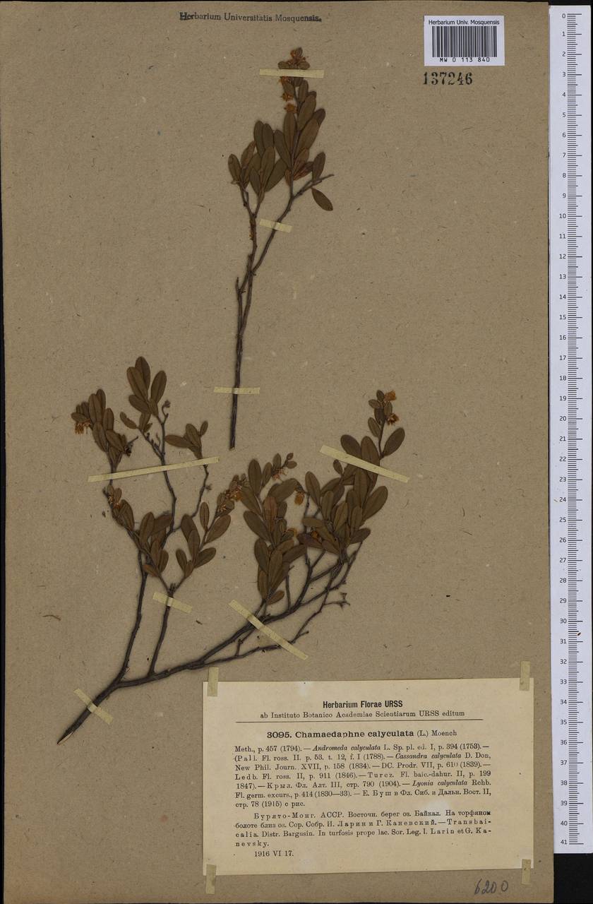 Chamaedaphne calyculata (L.) Moench, Siberia, Baikal & Transbaikal region (S4) (Russia)
