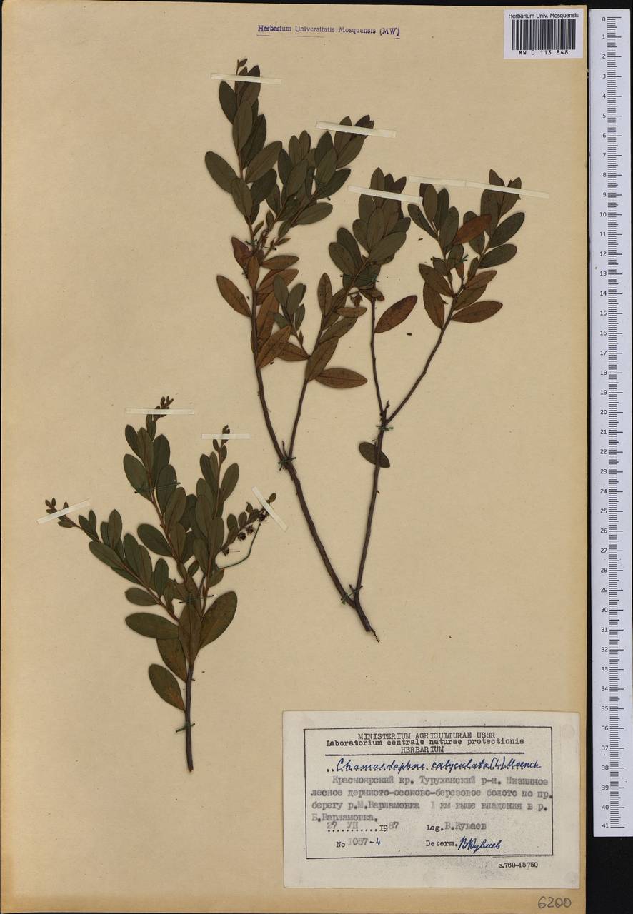Chamaedaphne calyculata (L.) Moench, Siberia, Central Siberia (S3) (Russia)