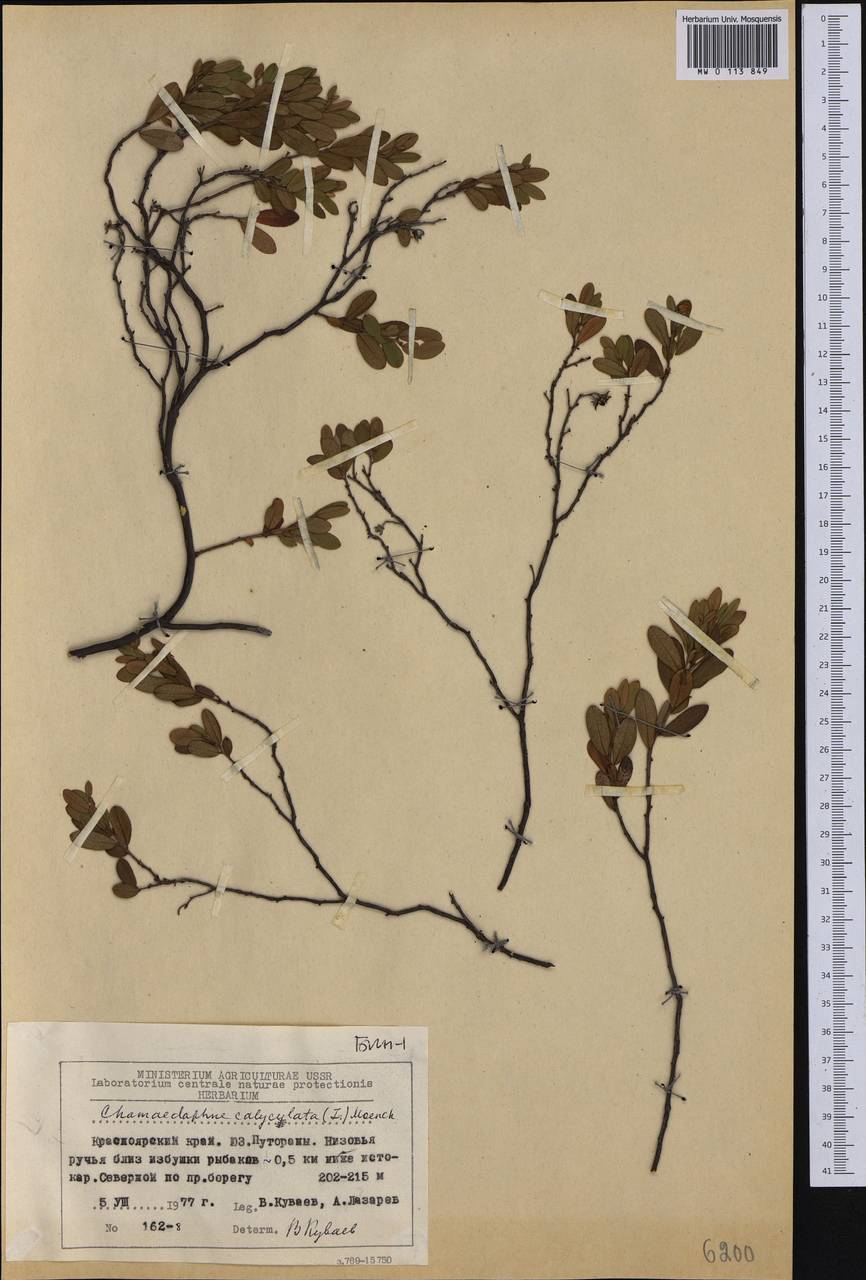 Chamaedaphne calyculata (L.) Moench, Siberia, Central Siberia (S3) (Russia)