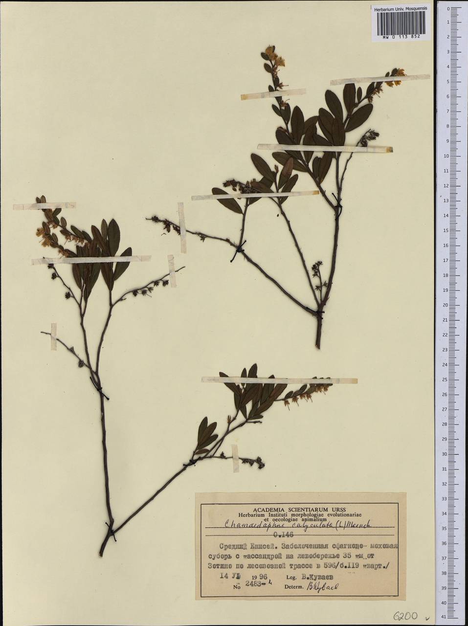 Chamaedaphne calyculata (L.) Moench, Siberia, Central Siberia (S3) (Russia)