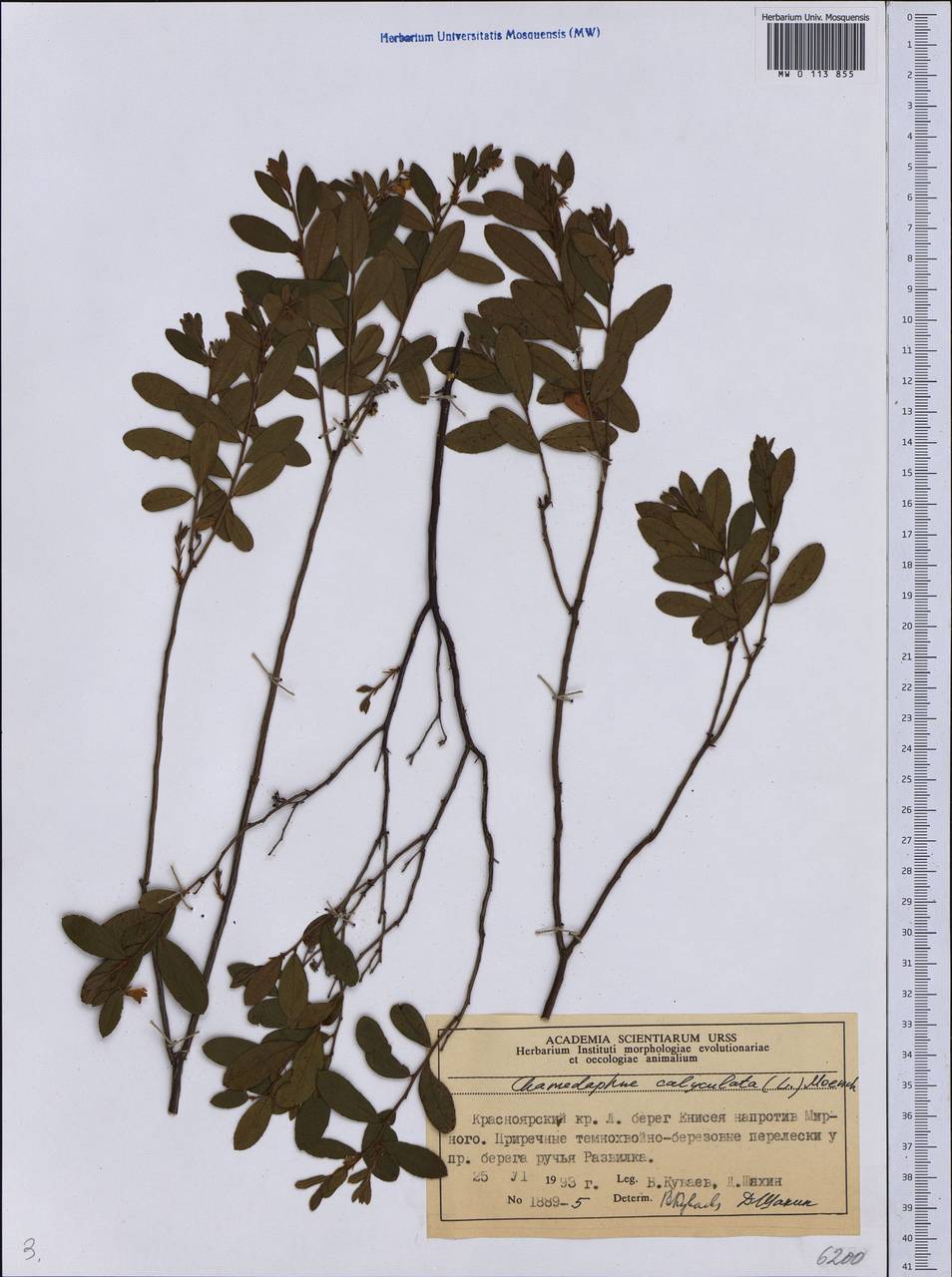 Chamaedaphne calyculata (L.) Moench, Siberia, Central Siberia (S3) (Russia)