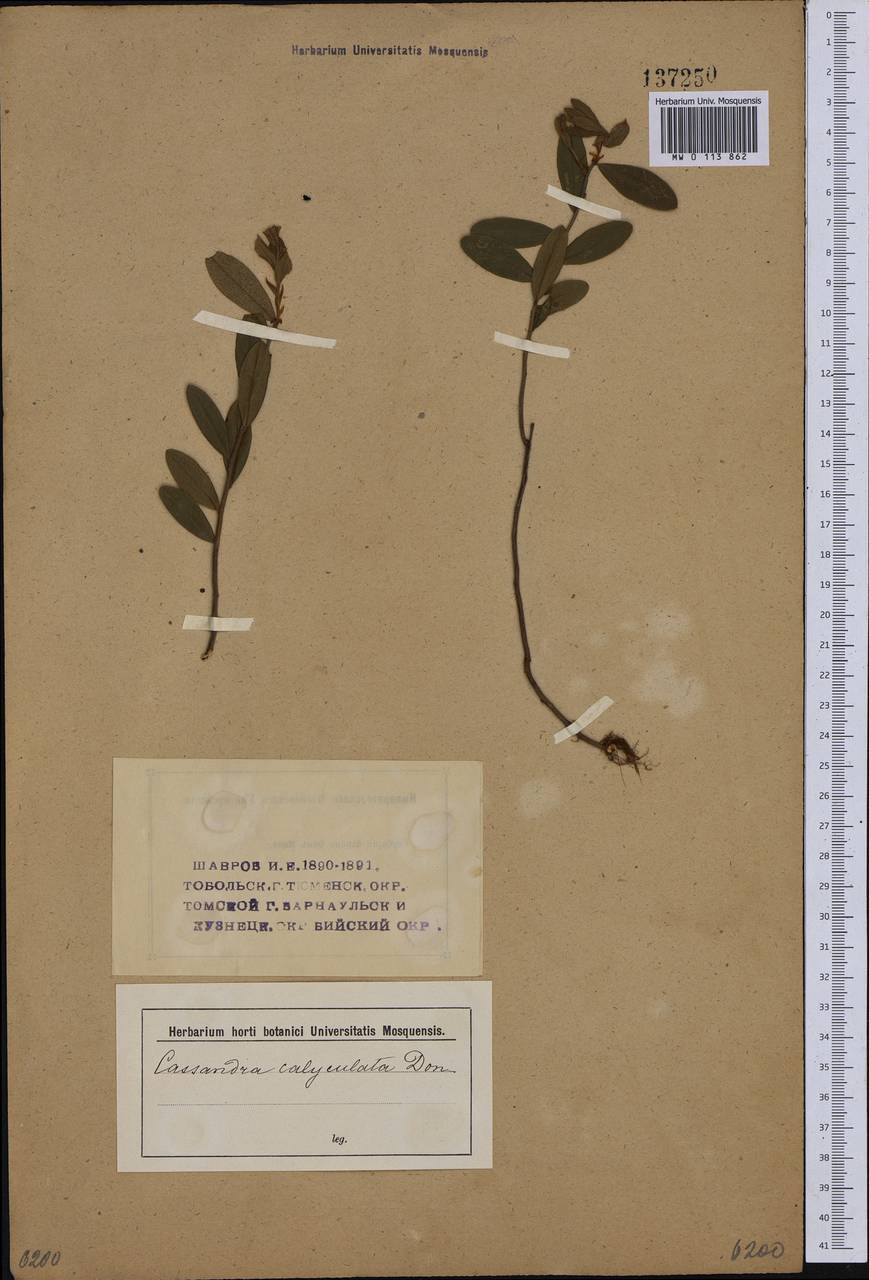 Chamaedaphne calyculata (L.) Moench, Siberia (no precise locality) (S0) (Russia)