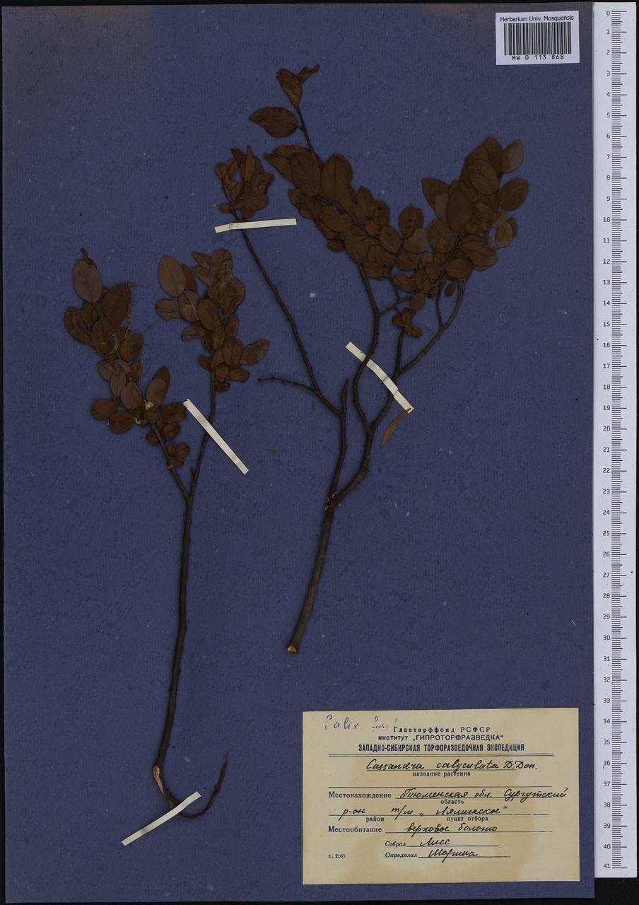 Chamaedaphne calyculata (L.) Moench, Siberia, Western Siberia (S1) (Russia)