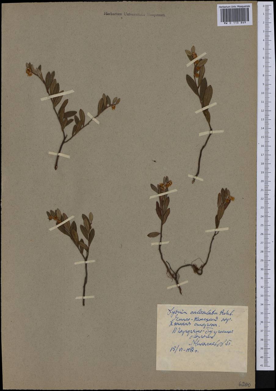 Chamaedaphne calyculata (L.) Moench, Siberia, Western Siberia (S1) (Russia)