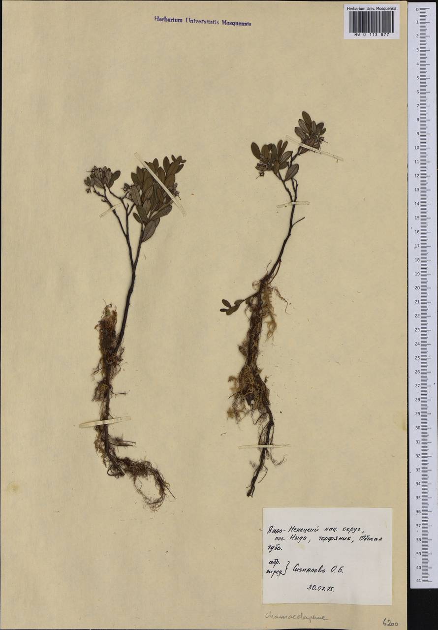 Chamaedaphne calyculata (L.) Moench, Siberia, Western Siberia (S1) (Russia)