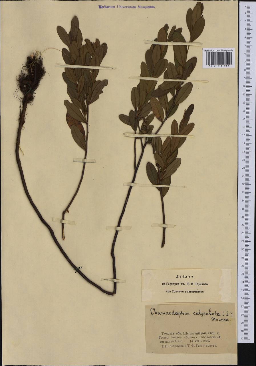 Chamaedaphne calyculata (L.) Moench, Siberia, Western Siberia (S1) (Russia)