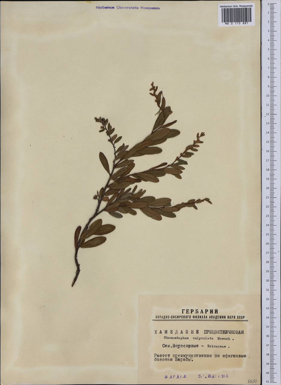 Chamaedaphne calyculata (L.) Moench, Siberia, Western Siberia (S1) (Russia)