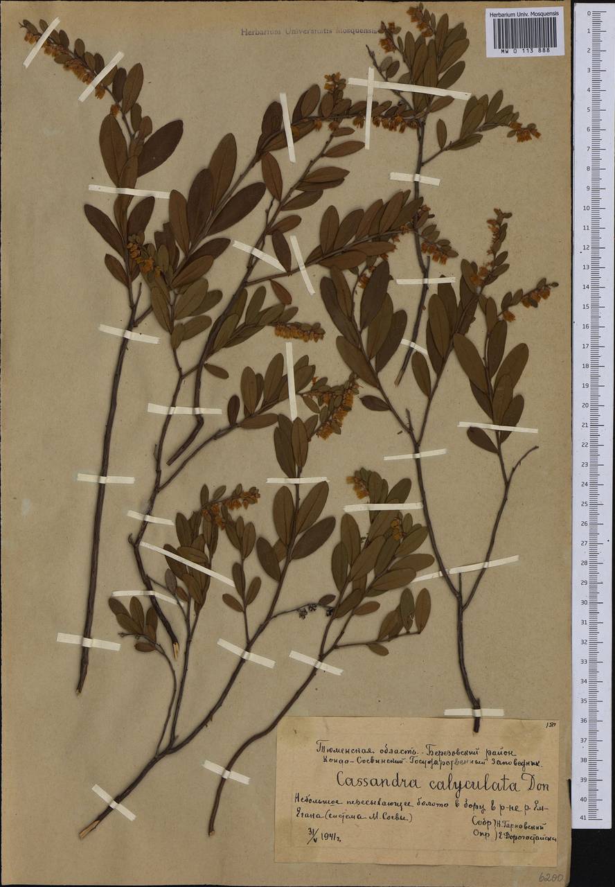 Chamaedaphne calyculata (L.) Moench, Siberia, Western Siberia (S1) (Russia)
