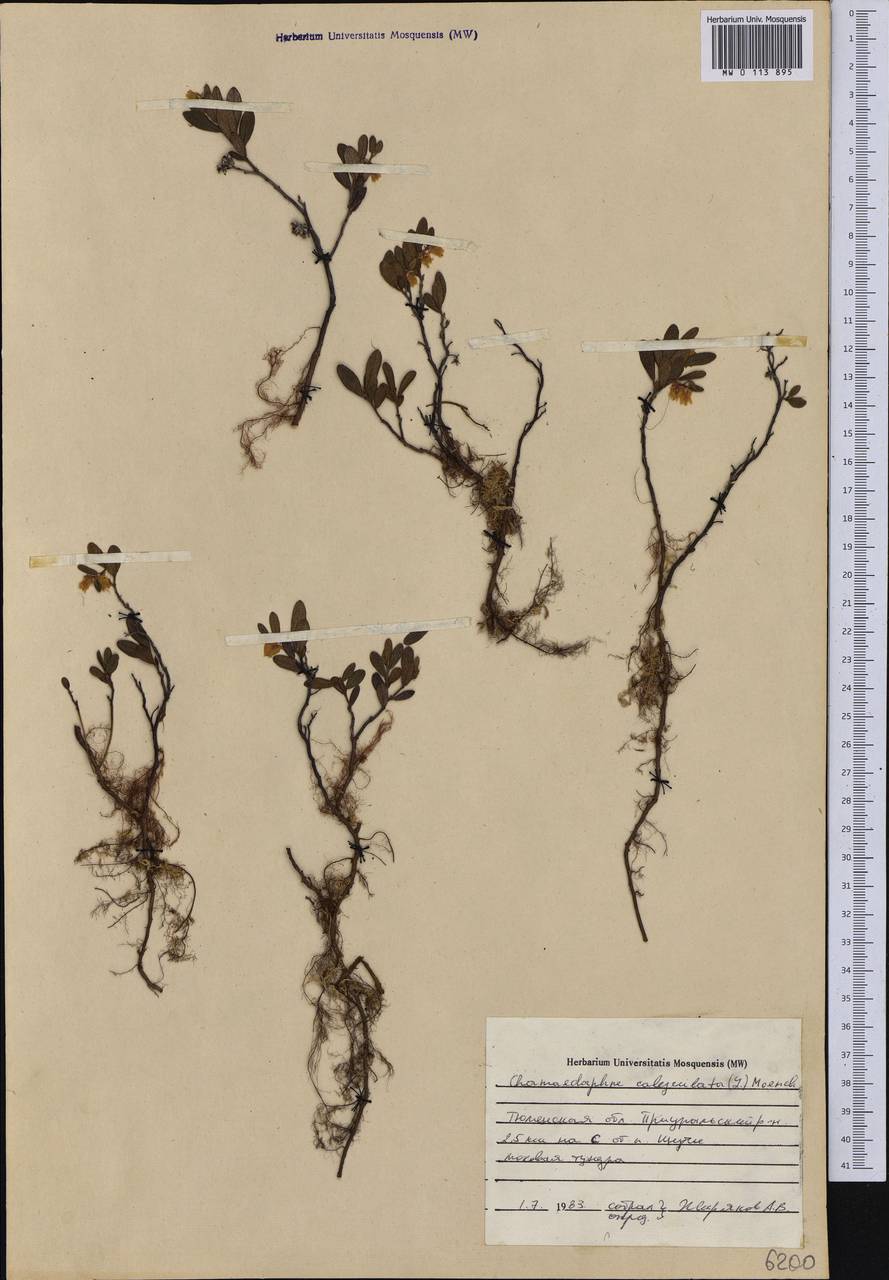 Chamaedaphne calyculata (L.) Moench, Siberia, Western Siberia (S1) (Russia)