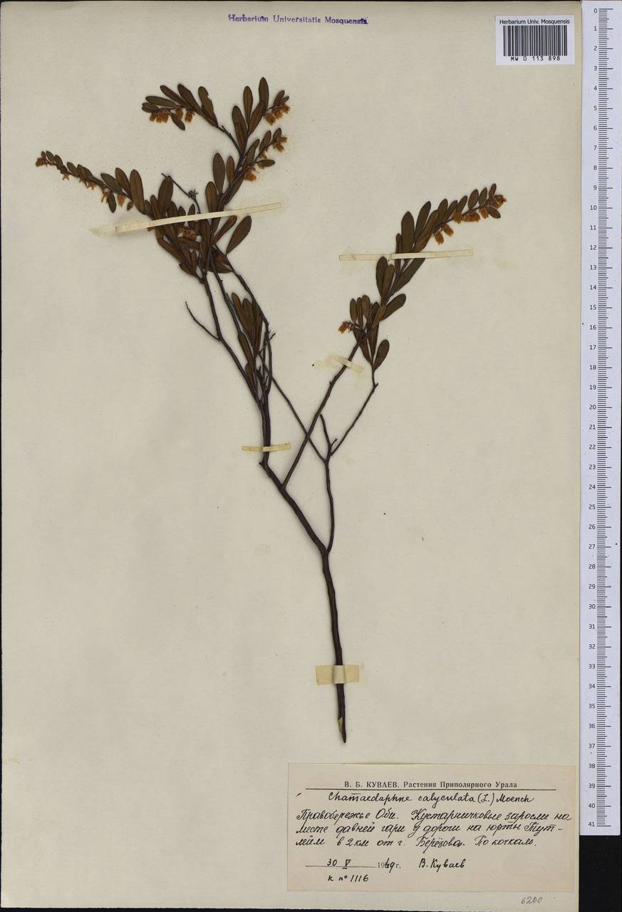 Chamaedaphne calyculata (L.) Moench, Siberia, Western Siberia (S1) (Russia)