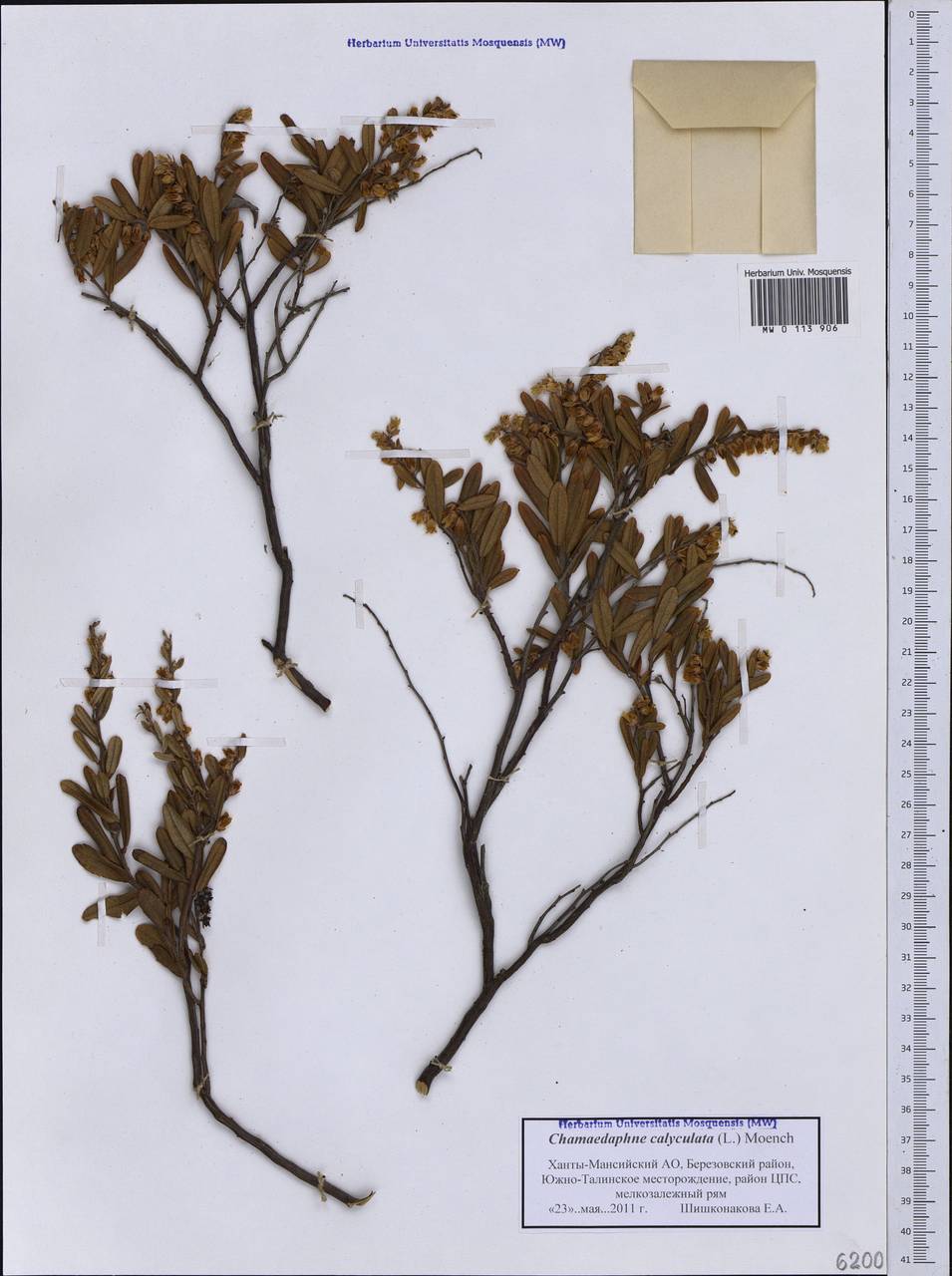 Chamaedaphne calyculata (L.) Moench, Siberia, Western Siberia (S1) (Russia)
