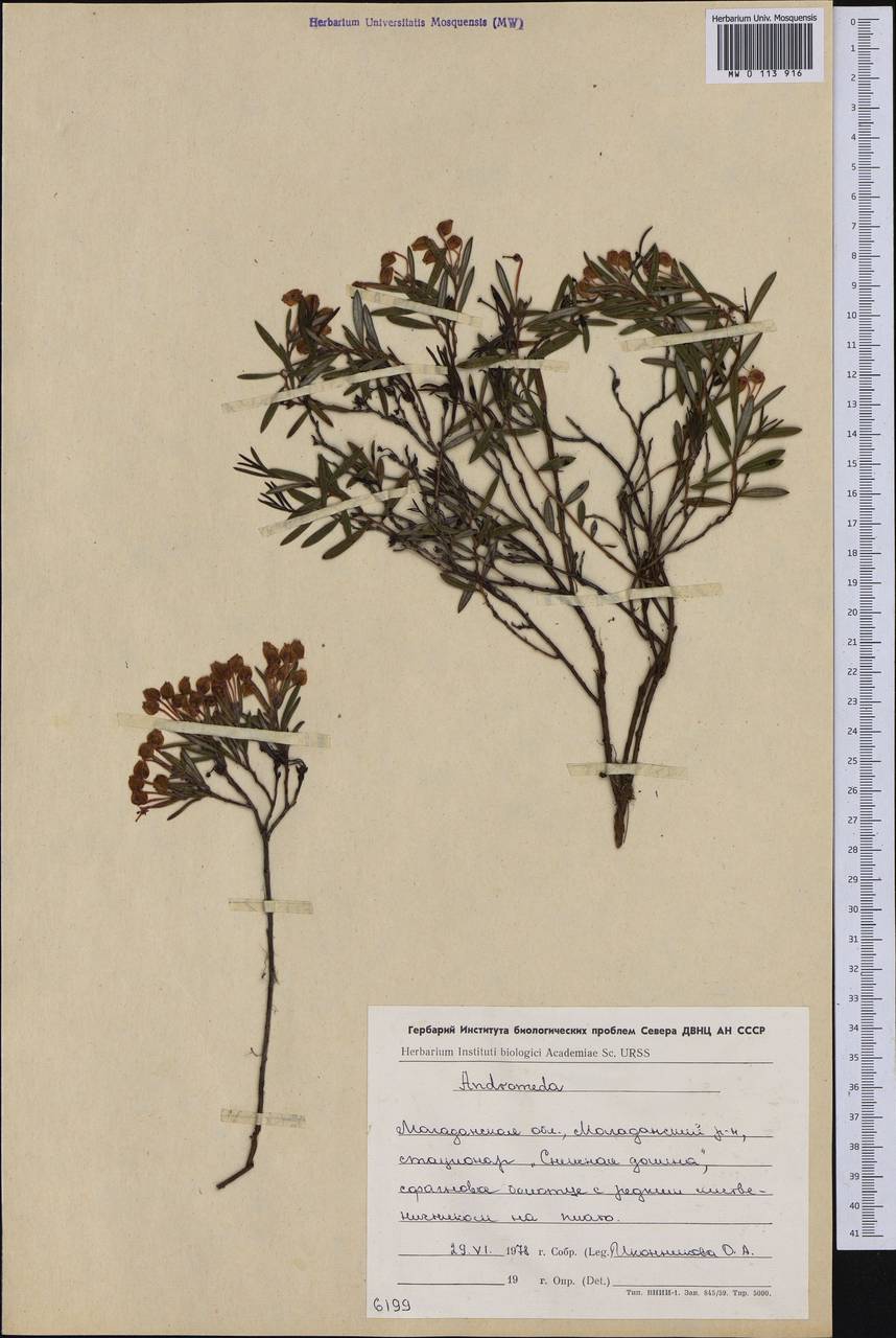 Andromeda polifolia L., Siberia, Chukotka & Kamchatka (S7) (Russia)