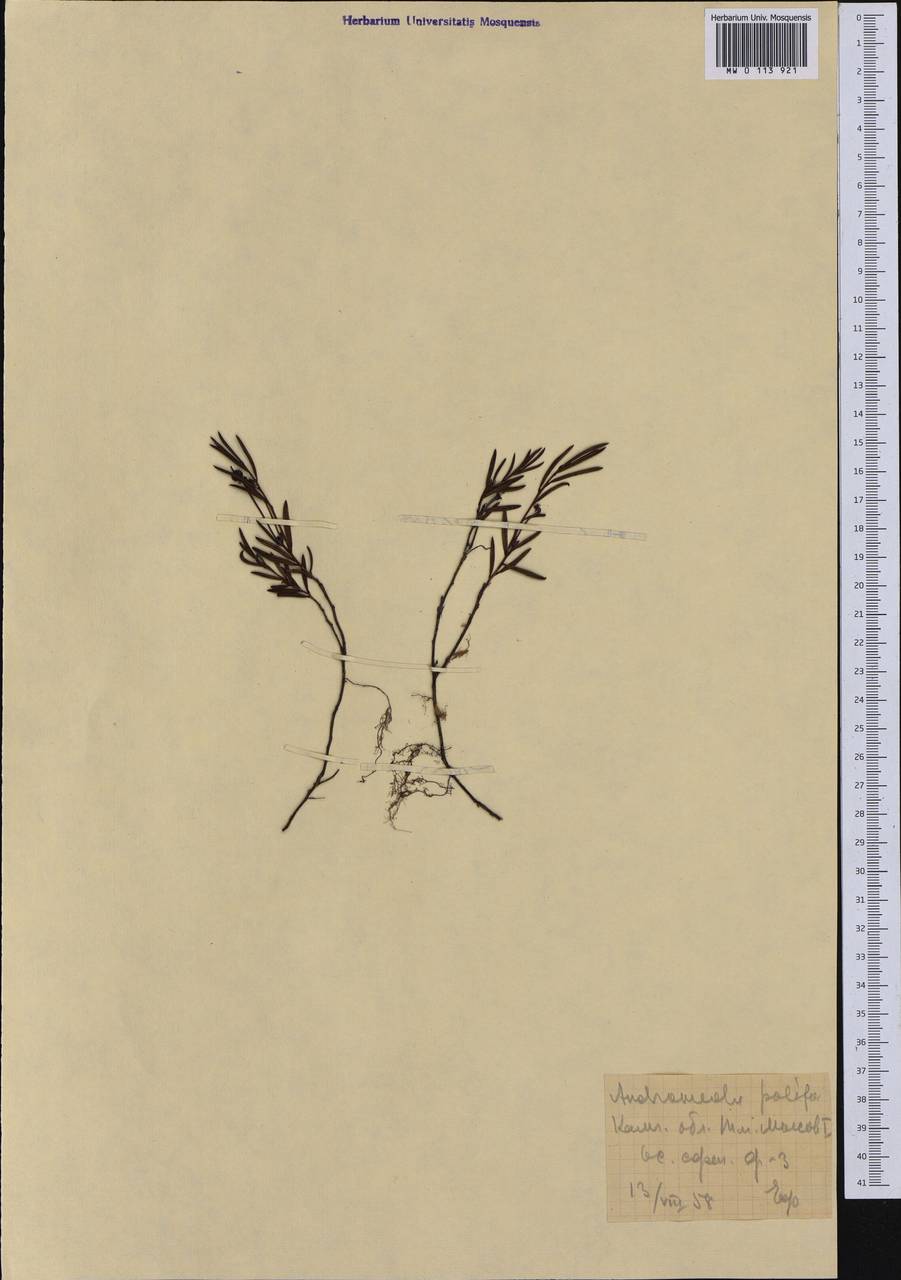 Andromeda polifolia L., Siberia, Chukotka & Kamchatka (S7) (Russia)