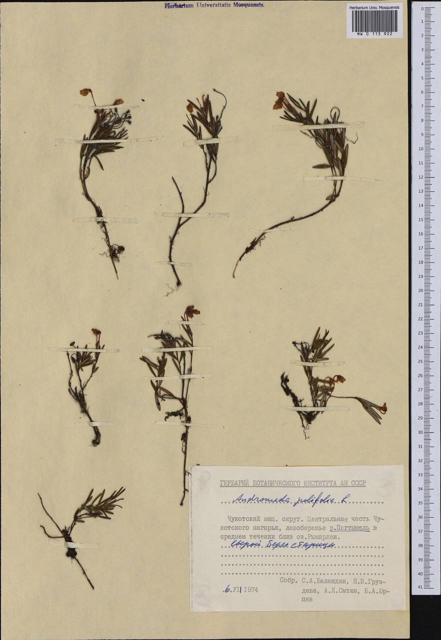 Andromeda polifolia L., Siberia, Chukotka & Kamchatka (S7) (Russia)