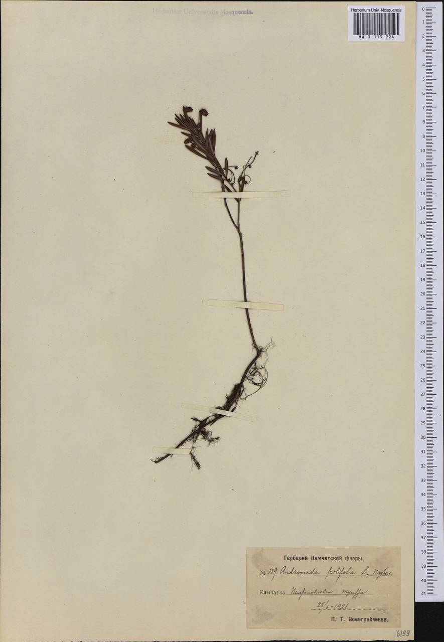 Andromeda polifolia L., Siberia, Chukotka & Kamchatka (S7) (Russia)