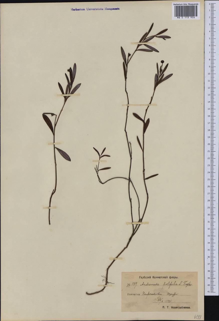 Andromeda polifolia L., Siberia, Chukotka & Kamchatka (S7) (Russia)