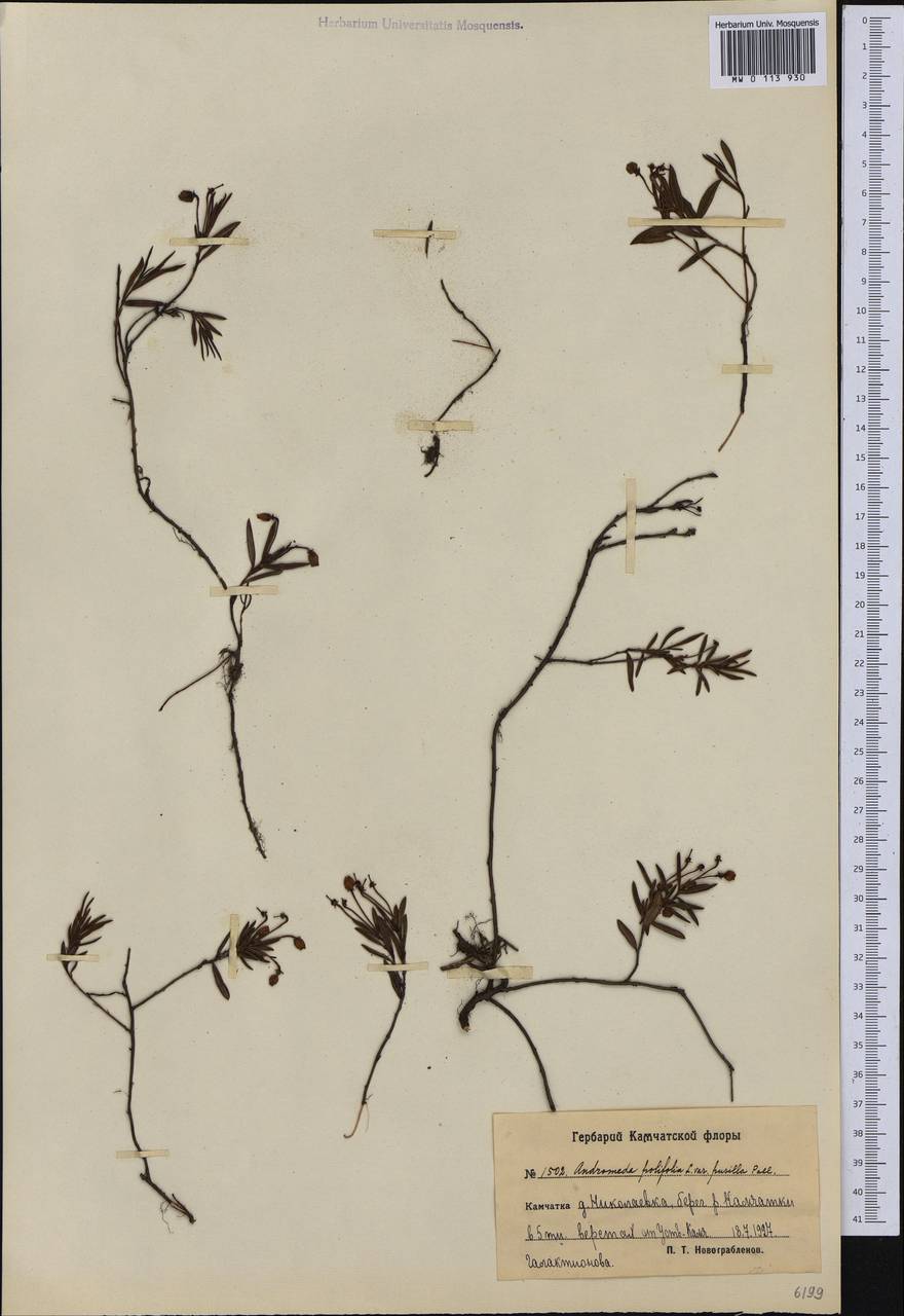 Andromeda polifolia L., Siberia, Chukotka & Kamchatka (S7) (Russia)