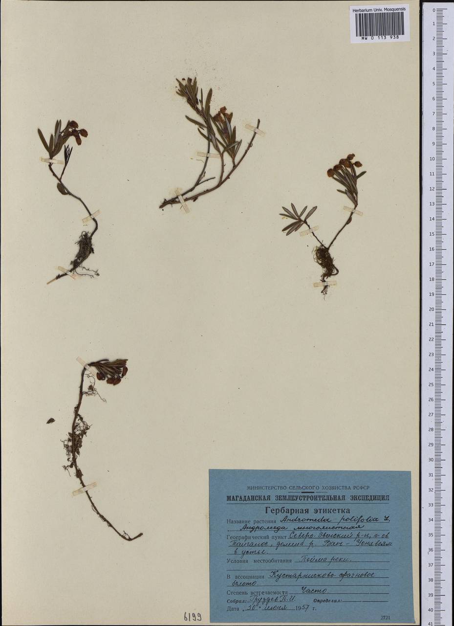 Andromeda polifolia L., Siberia, Chukotka & Kamchatka (S7) (Russia)