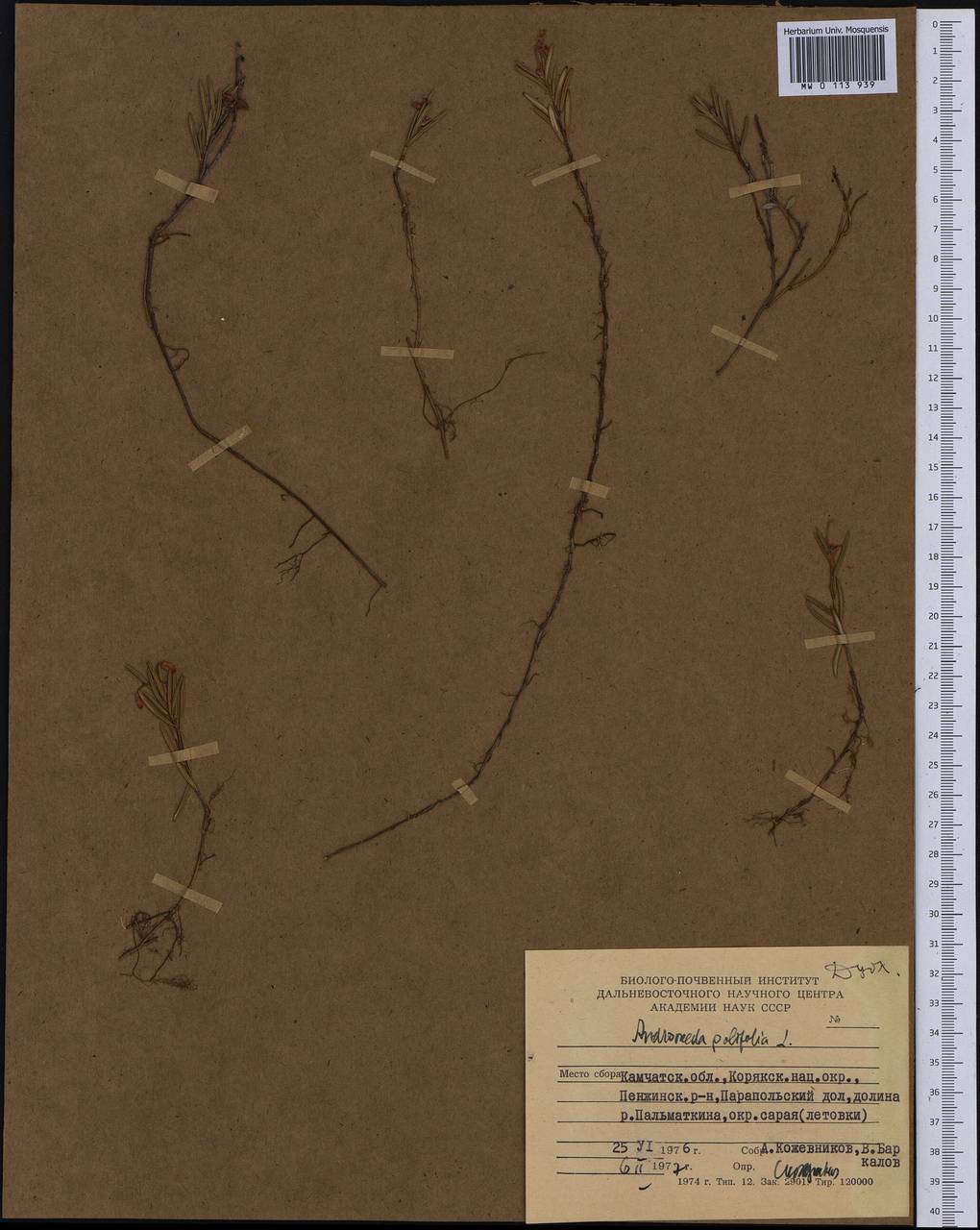 Andromeda polifolia L., Siberia, Chukotka & Kamchatka (S7) (Russia)