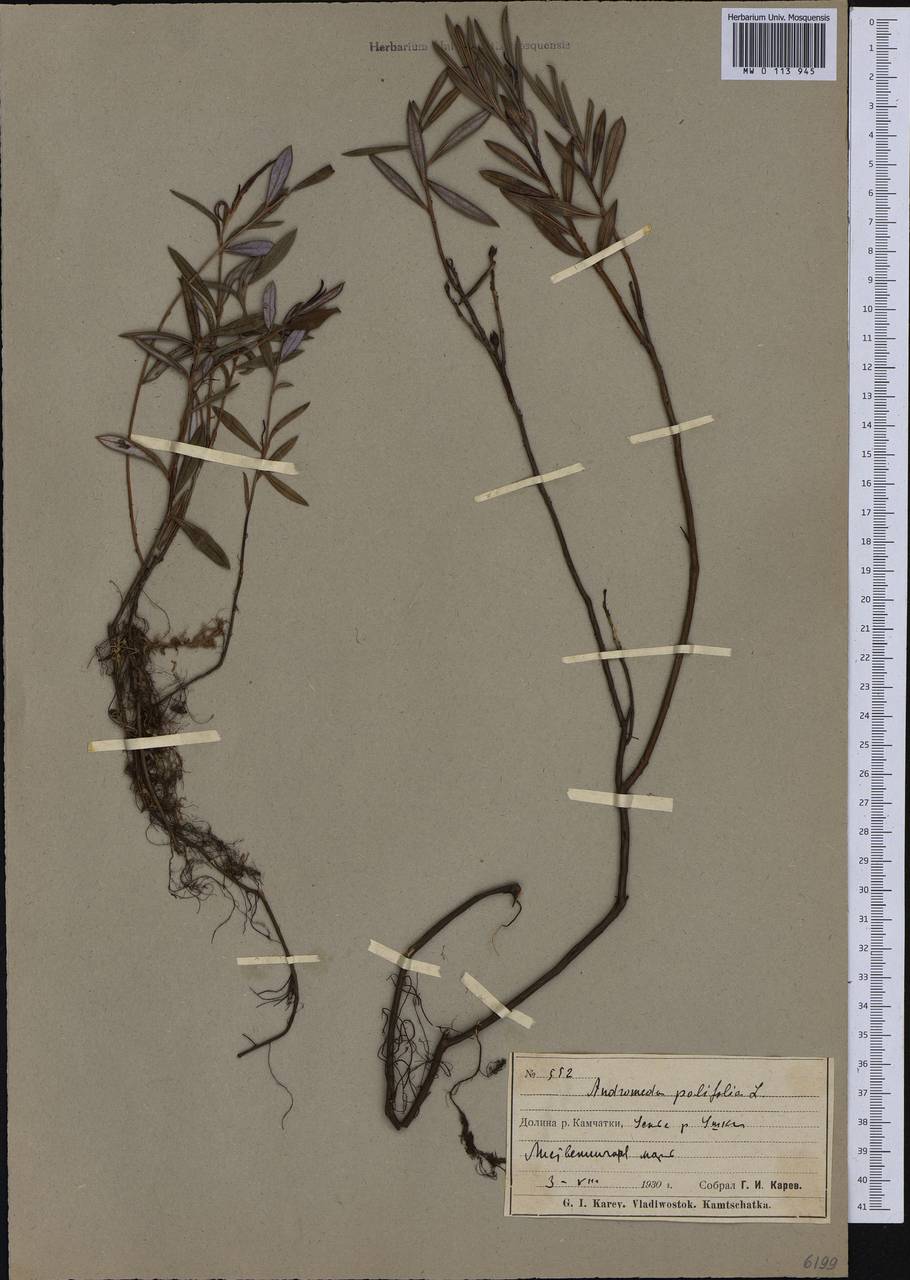Andromeda polifolia L., Siberia, Chukotka & Kamchatka (S7) (Russia)