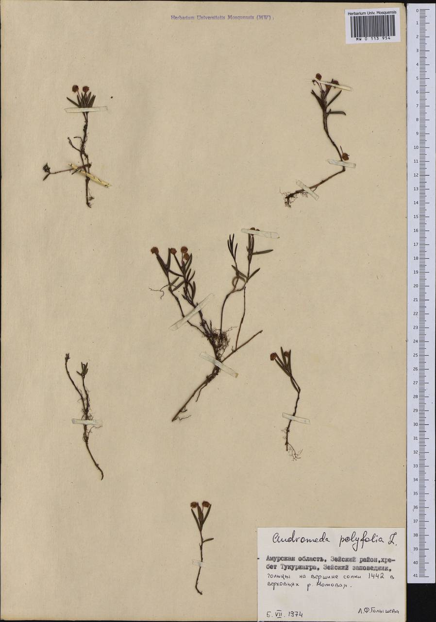 Andromeda polifolia L., Siberia, Russian Far East (S6) (Russia)