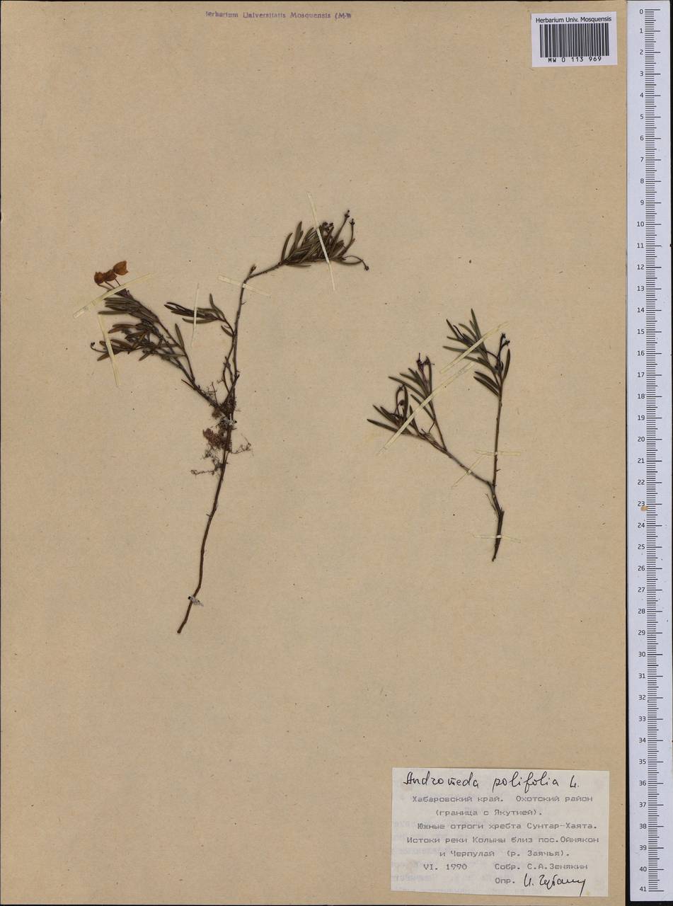 Andromeda polifolia L., Siberia, Russian Far East (S6) (Russia)