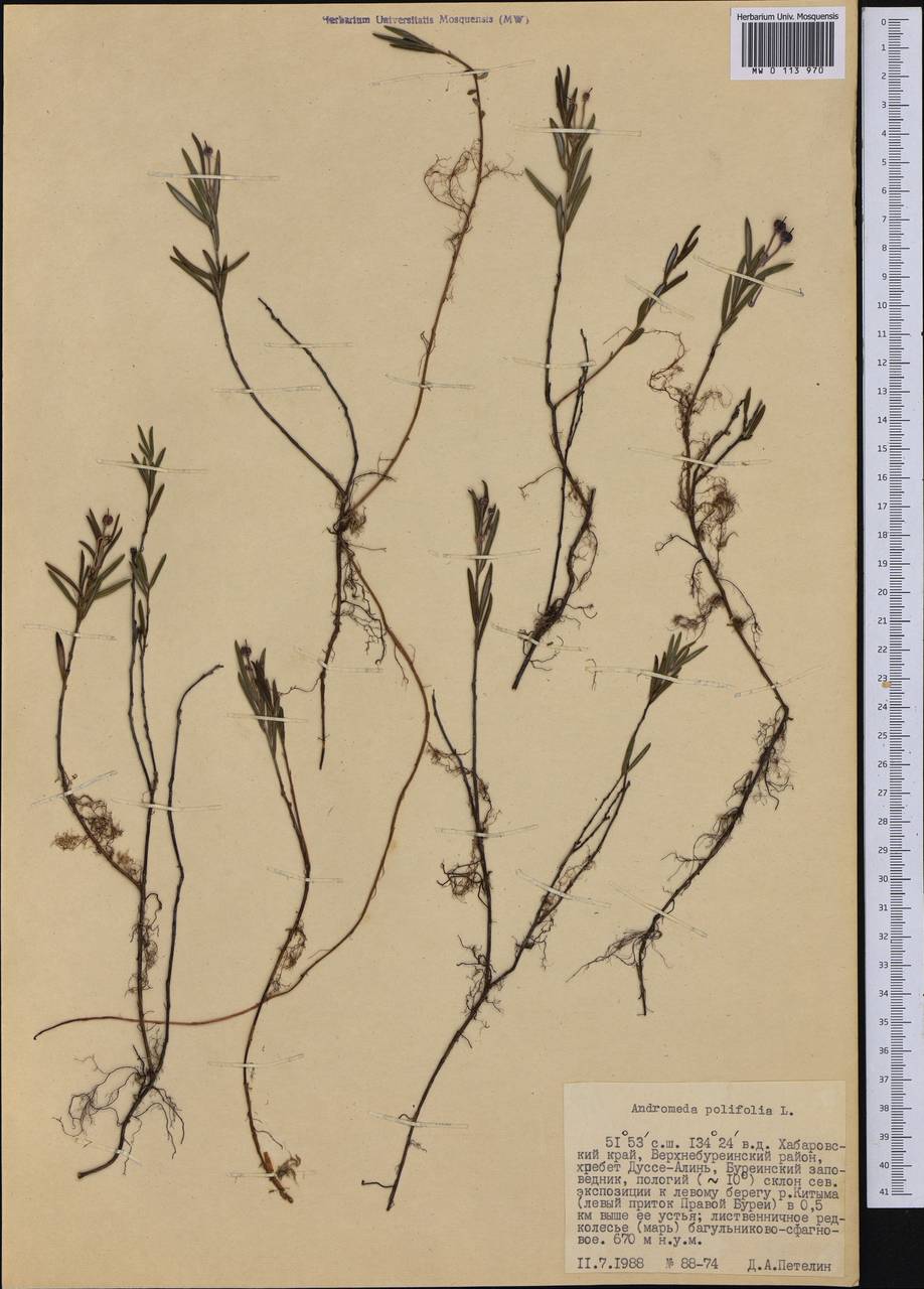 Andromeda polifolia L., Siberia, Russian Far East (S6) (Russia)