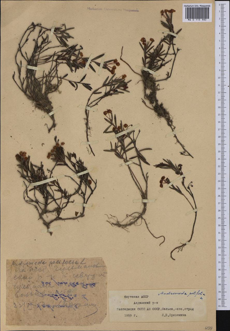 Andromeda polifolia L., Siberia, Yakutia (S5) (Russia)