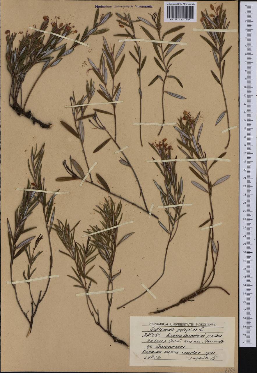 Andromeda polifolia L., Siberia, Yakutia (S5) (Russia)