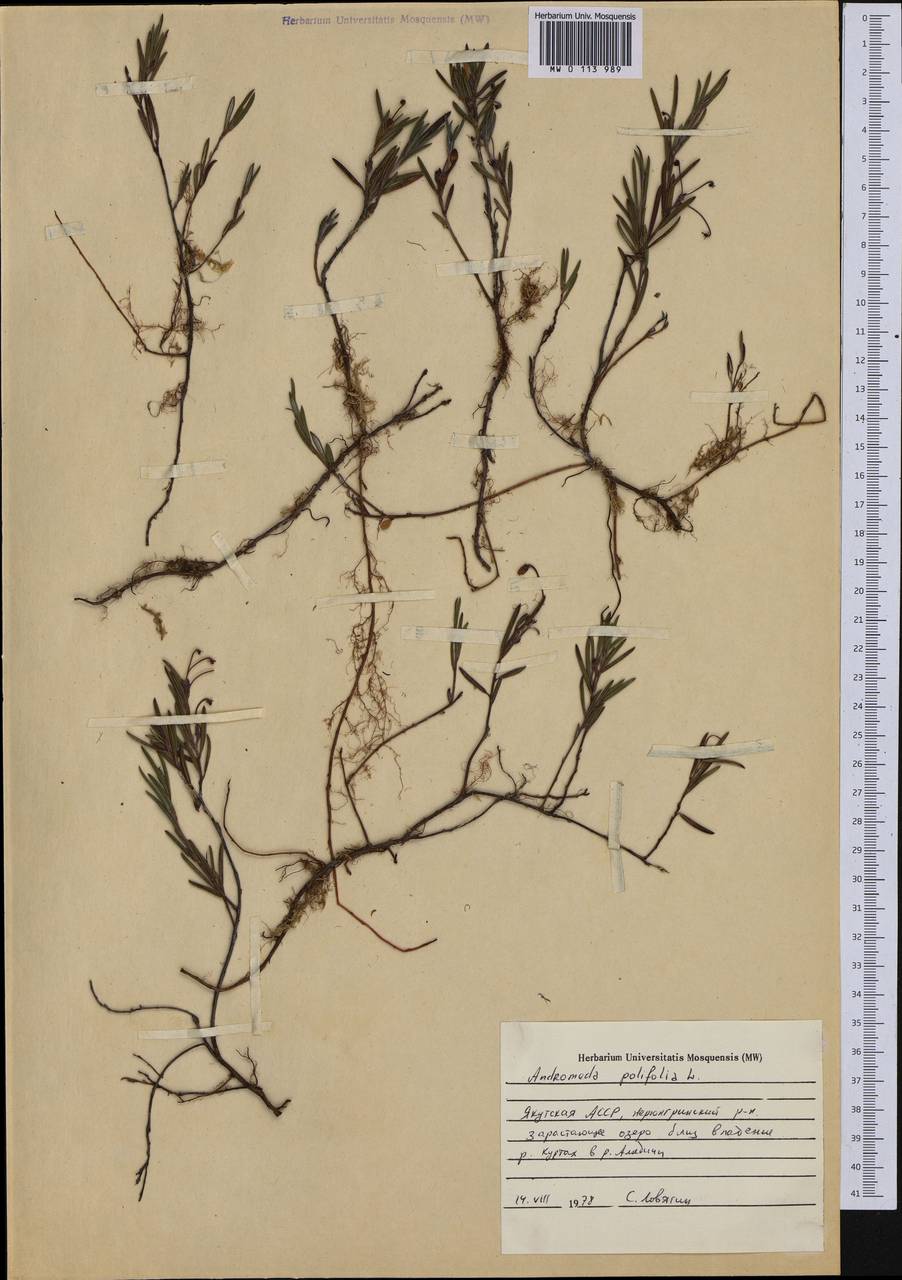 Andromeda polifolia L., Siberia, Yakutia (S5) (Russia)