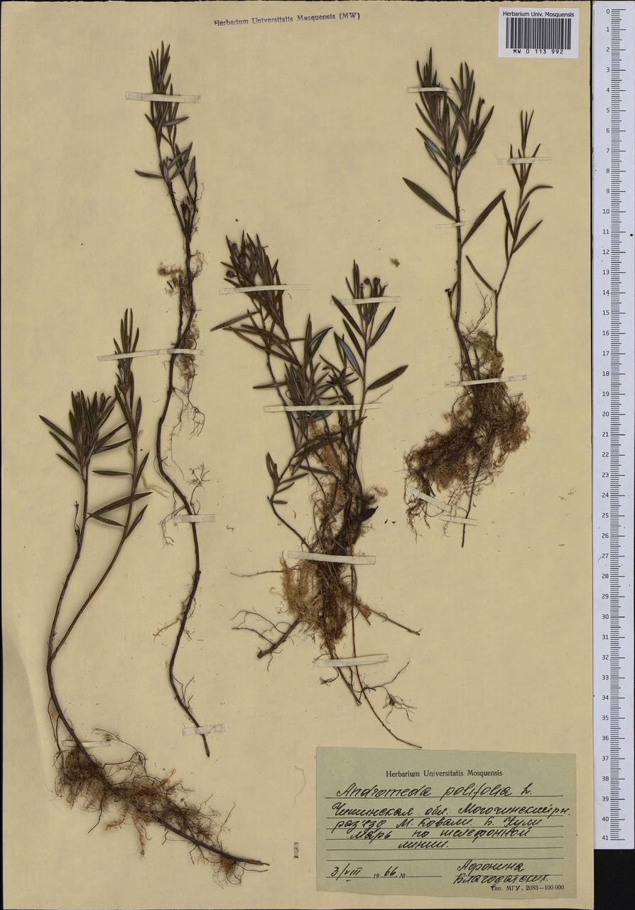 Andromeda polifolia L., Siberia, Baikal & Transbaikal region (S4) (Russia)