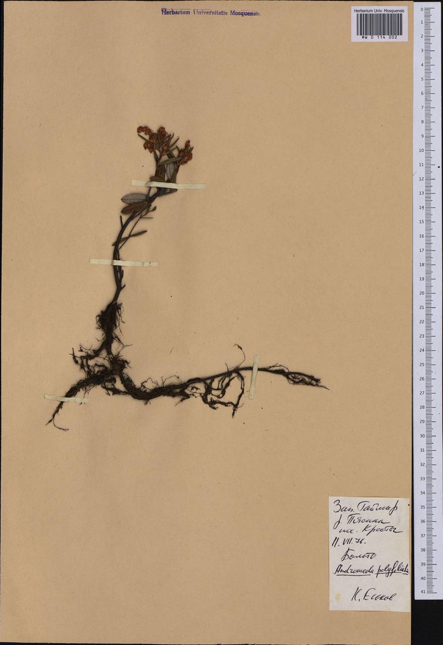 Andromeda polifolia L., Siberia, Central Siberia (S3) (Russia)