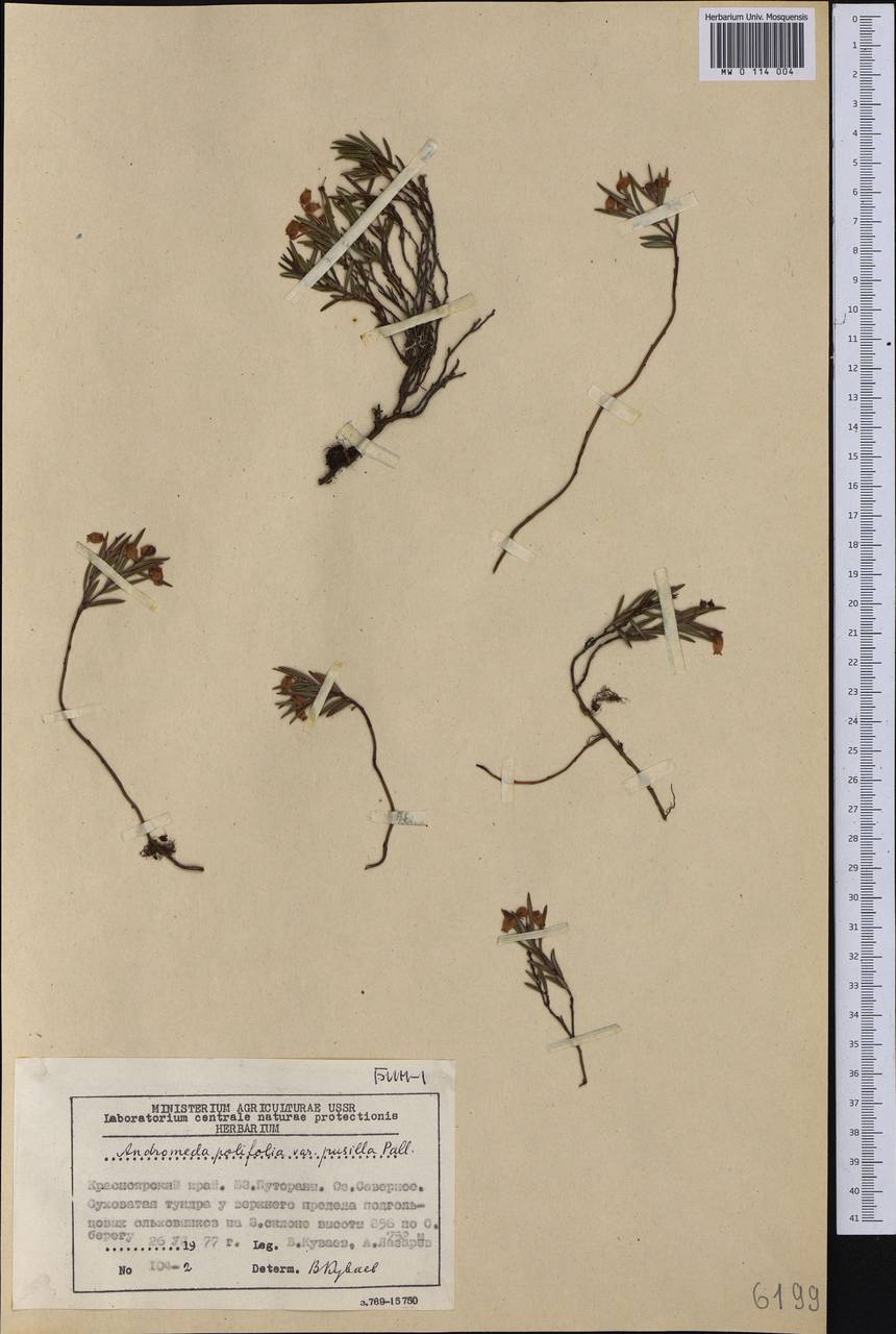 Andromeda polifolia L., Siberia, Central Siberia (S3) (Russia)