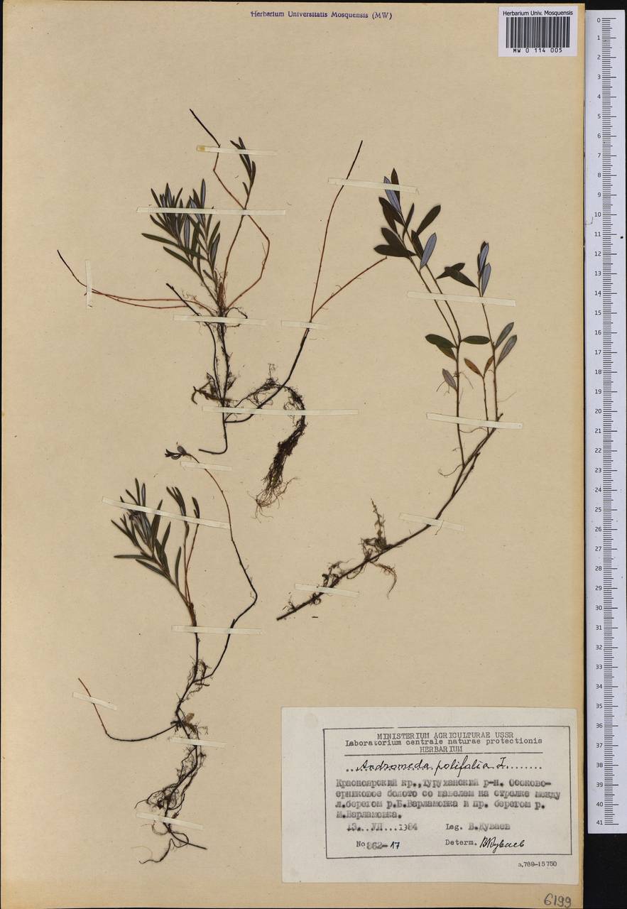 Andromeda polifolia L., Siberia, Central Siberia (S3) (Russia)