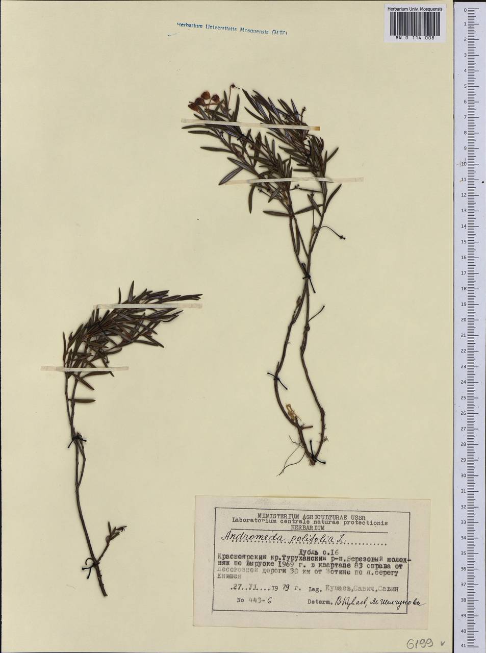 Andromeda polifolia L., Siberia, Central Siberia (S3) (Russia)