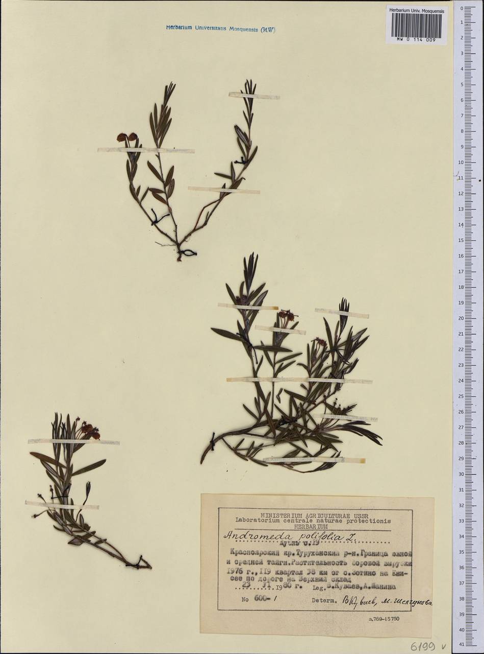 Andromeda polifolia L., Siberia, Central Siberia (S3) (Russia)