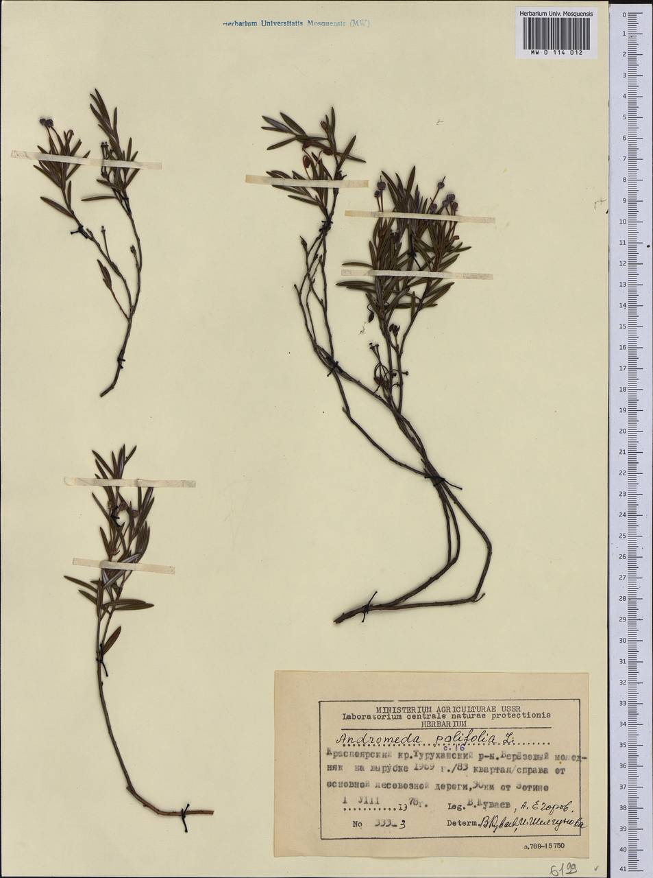 Andromeda polifolia L., Siberia, Central Siberia (S3) (Russia)