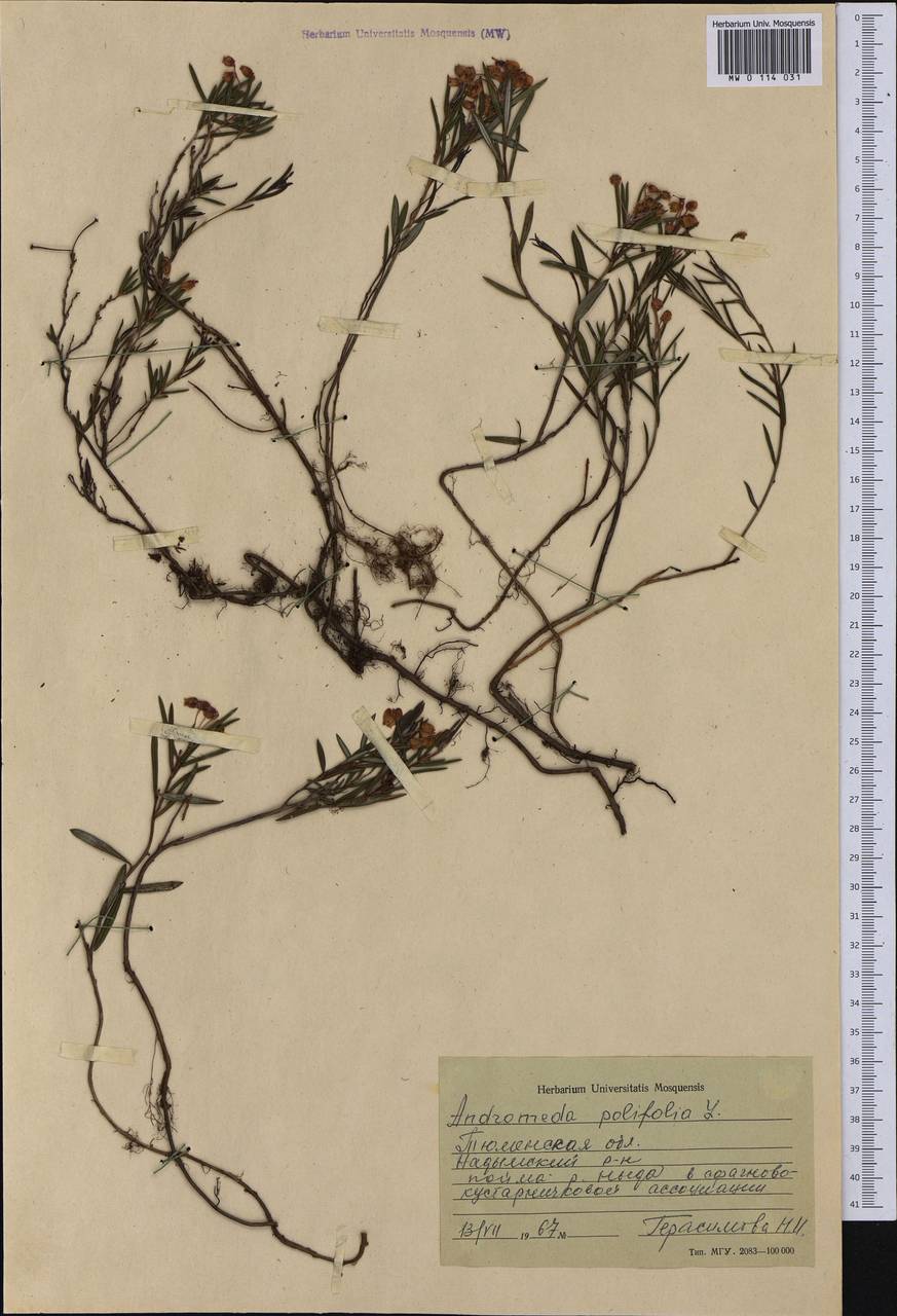 Andromeda polifolia L., Siberia, Western Siberia (S1) (Russia)