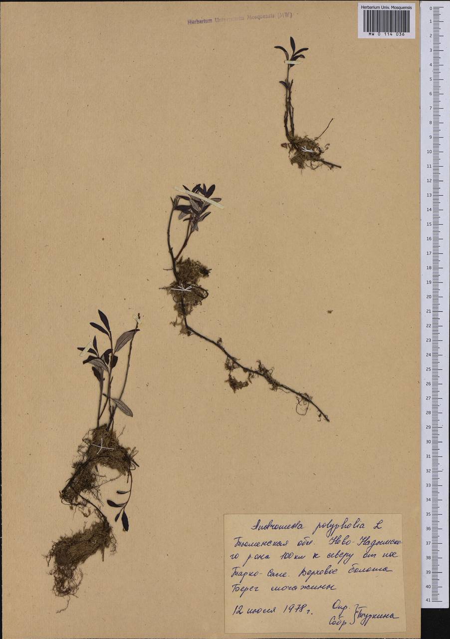 Andromeda polifolia L., Siberia, Western Siberia (S1) (Russia)