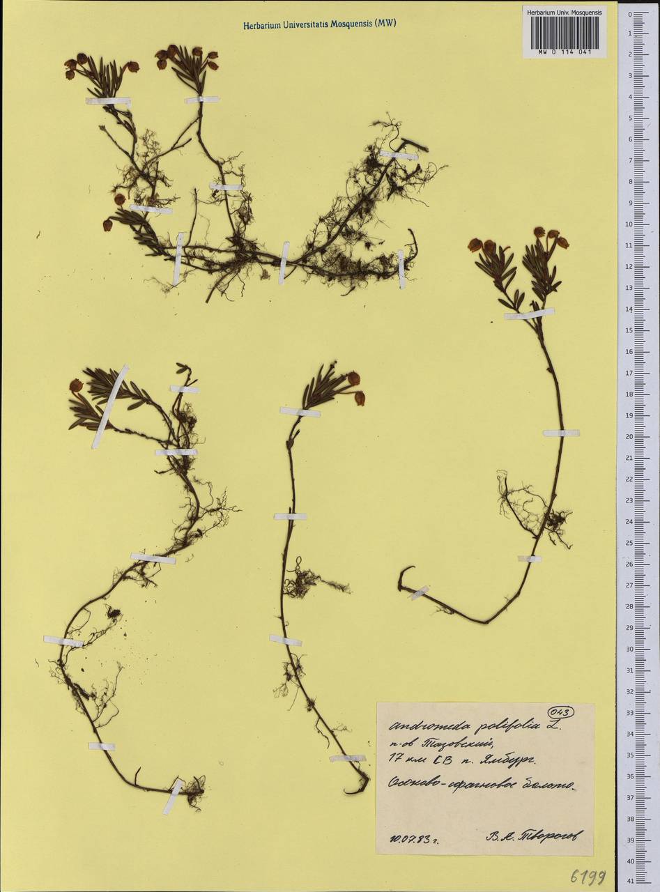 Andromeda polifolia L., Siberia, Western Siberia (S1) (Russia)