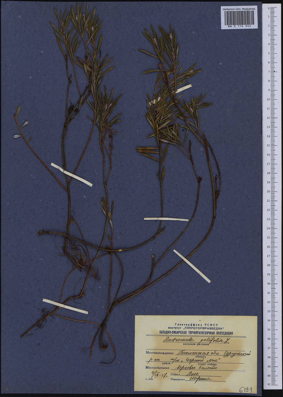 Andromeda polifolia L., Siberia, Western Siberia (S1) (Russia)