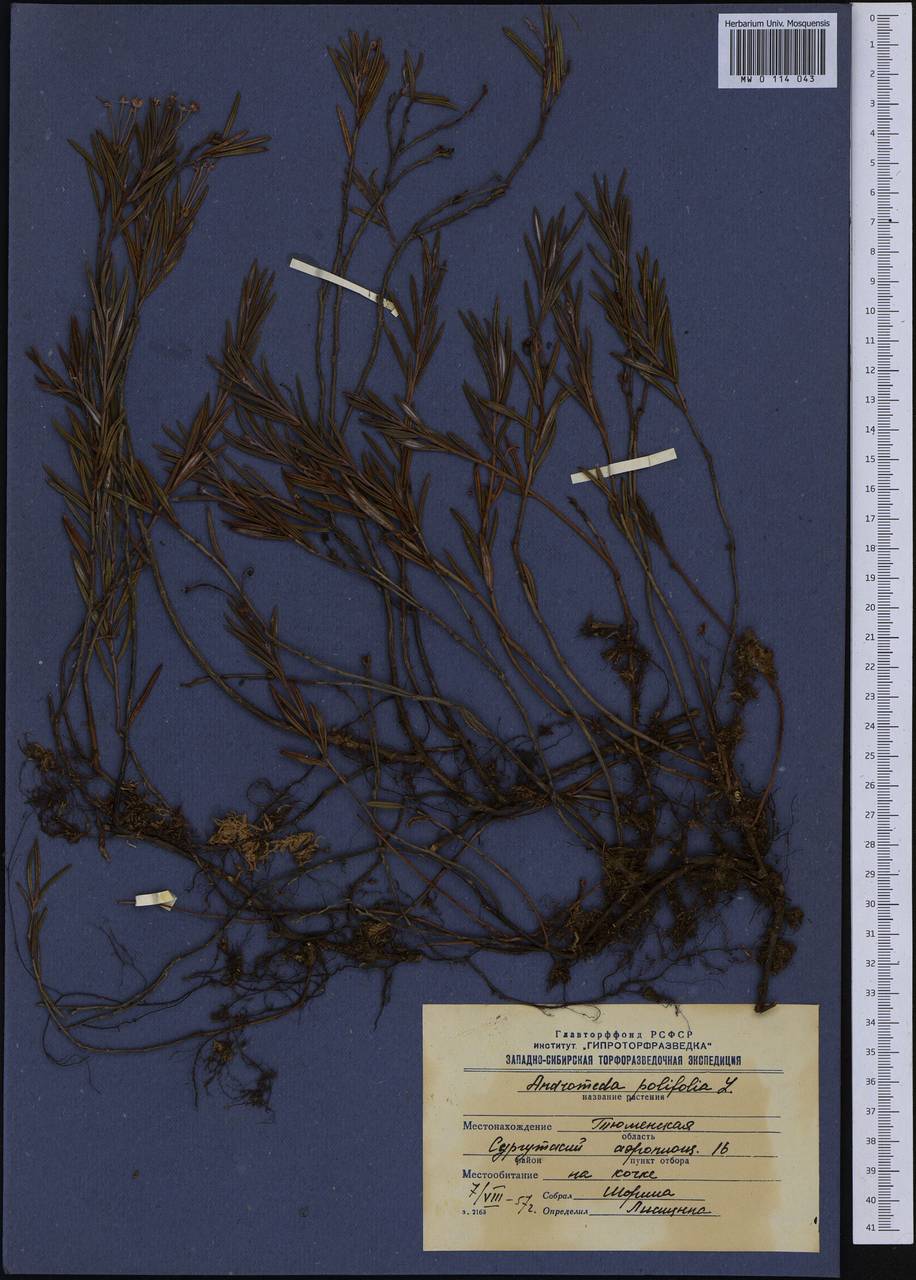 Andromeda polifolia L., Siberia, Western Siberia (S1) (Russia)