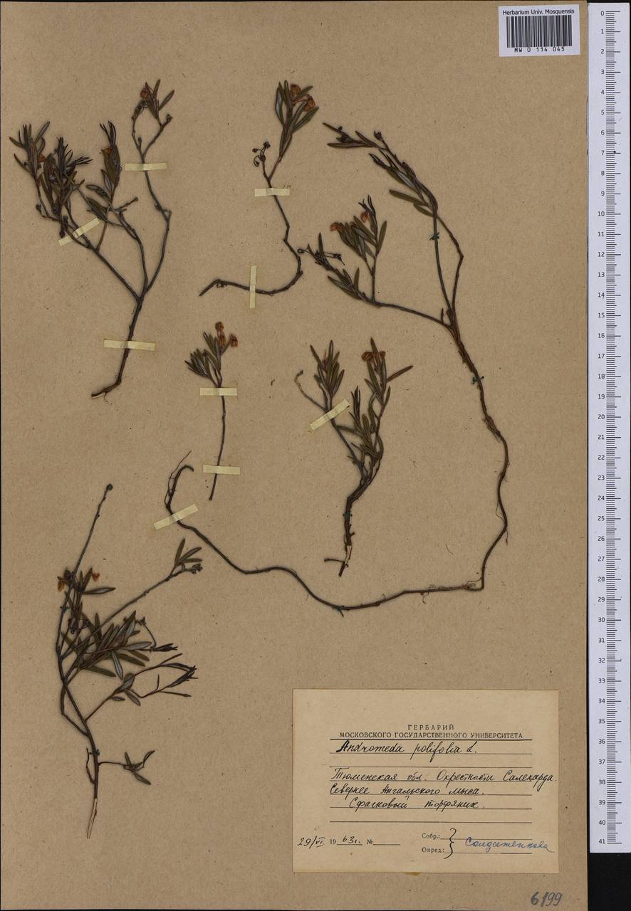 Andromeda polifolia L., Siberia, Western Siberia (S1) (Russia)