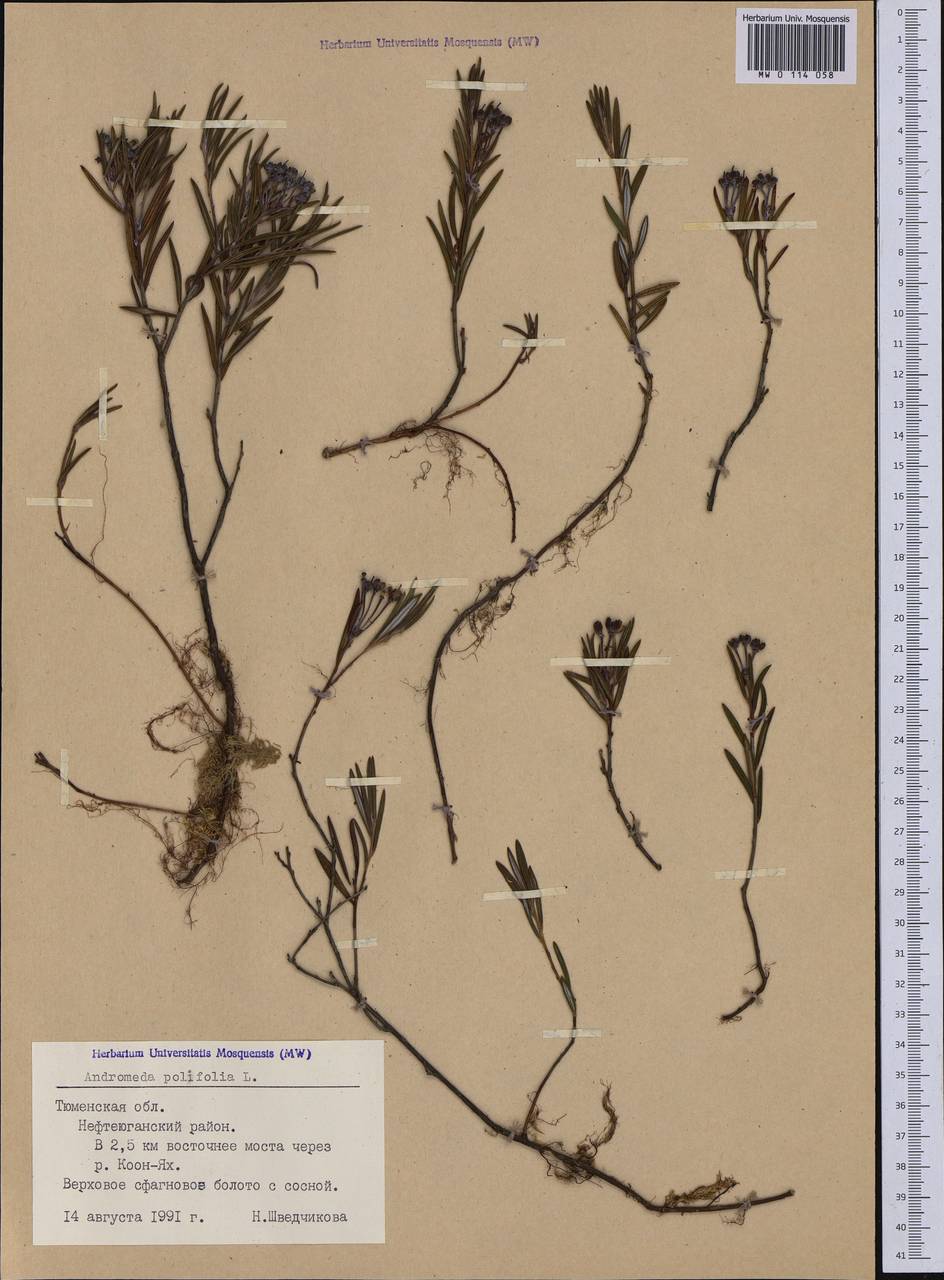 Andromeda polifolia L., Siberia, Western Siberia (S1) (Russia)