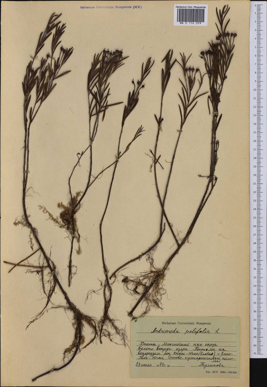 Andromeda polifolia L., Siberia, Western Siberia (S1) (Russia)