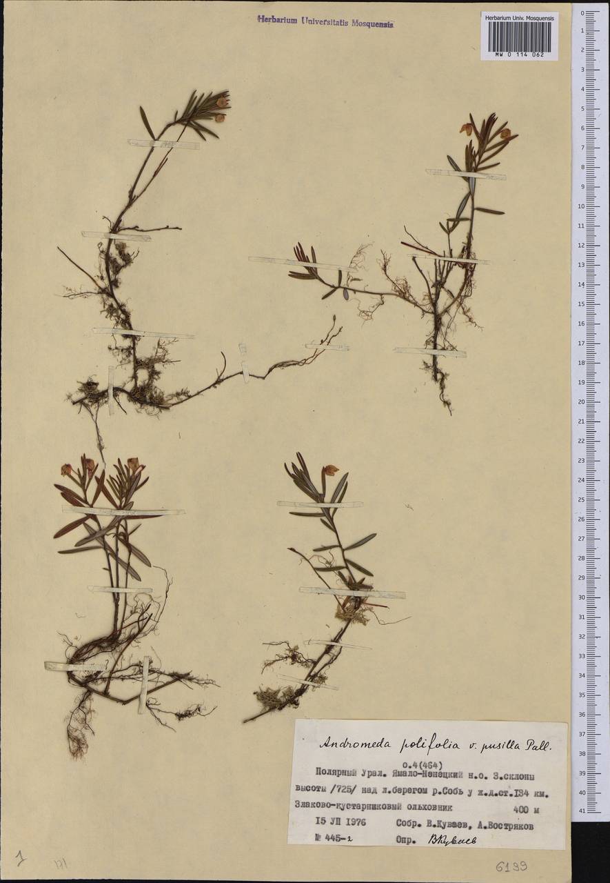 Andromeda polifolia L., Siberia, Western Siberia (S1) (Russia)