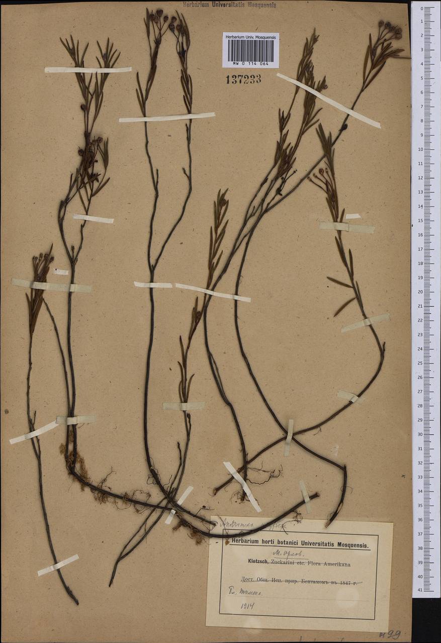 Andromeda polifolia L., Siberia, Western Siberia (S1) (Russia)