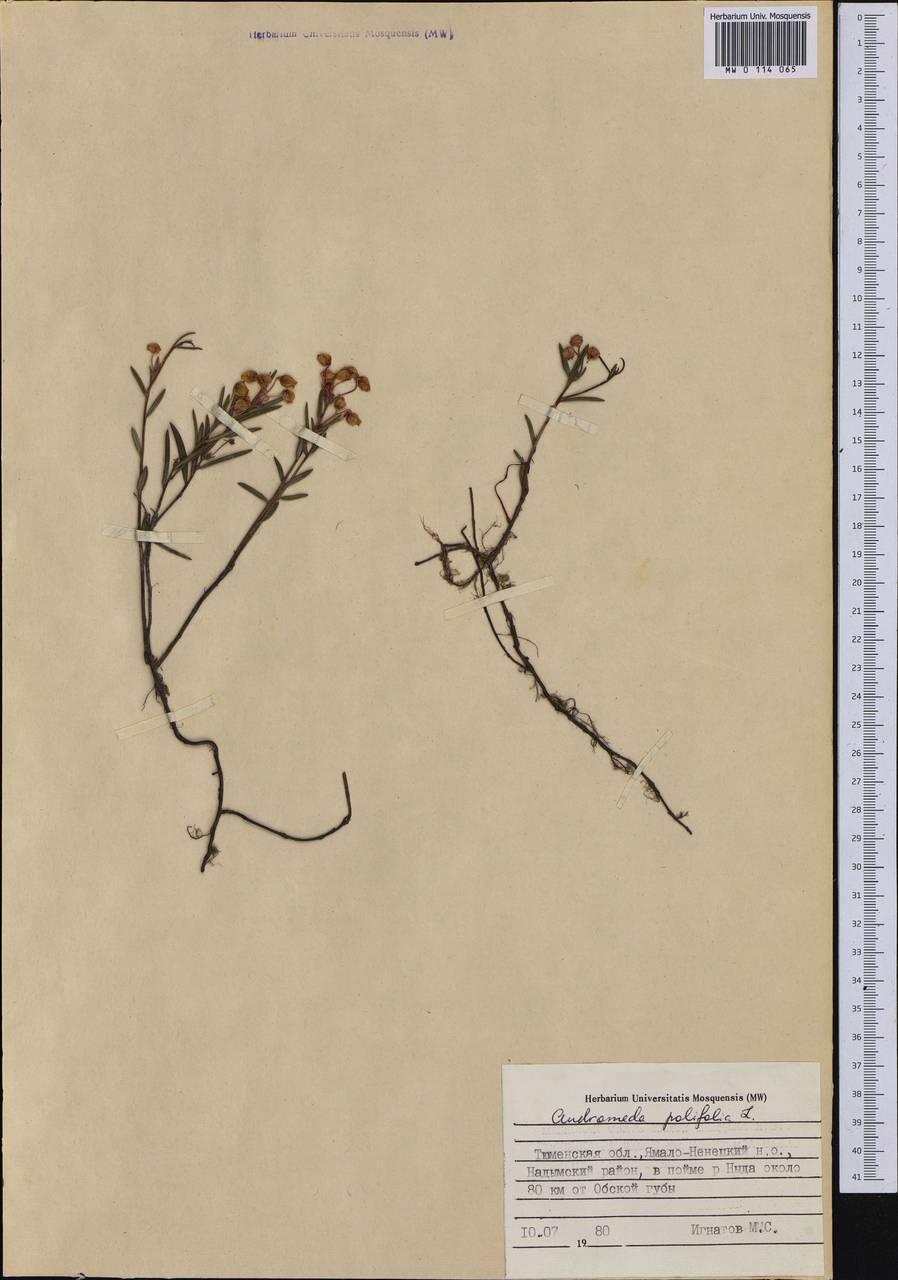 Andromeda polifolia L., Siberia, Western Siberia (S1) (Russia)